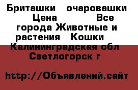 Бриташки - очаровашки.  › Цена ­ 3 000 - Все города Животные и растения » Кошки   . Калининградская обл.,Светлогорск г.